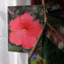 Search for hibiscus flower postcards Pink