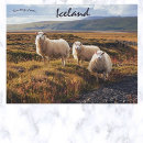 Search for farm animals postcards Livestock