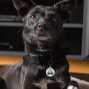 Search for dates pet supplies For pets