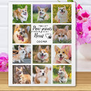 Search for paw print plaques Photo collage