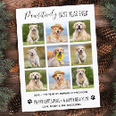 Search for dog photos postcards Funny