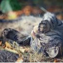 Search for sunbath postcards Animals