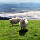 Search for ewe business cards Animals