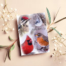 Search for robin birthday cards Photography