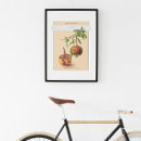 Search for botanical illustration posters Fruit