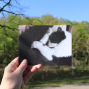 Search for tuxedo postcards Black