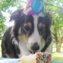 Search for dog thank you cards From the dog