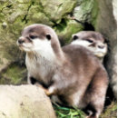 Search for cute otter cushions Nature