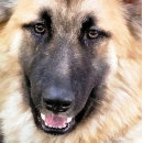 Search for german shepherd photo display Gsd