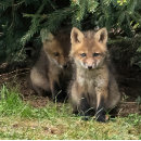 Search for sibling postcards Babies