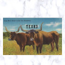 Search for steer postcards Cattle
