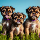 Search for brussels mugs Puppy