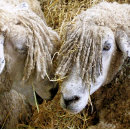 Search for ewe photography Funny