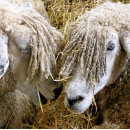 Search for sheep golf equipment Ewes