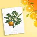 Search for orange blossoms postcards Elegant
