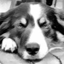 Search for border collie wrapping paper Herding dog