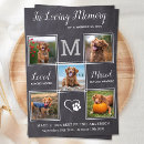 Search for loss of cat cards In loving memory