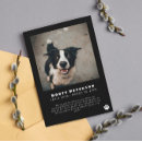 Search for pawprint Sympathy