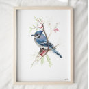 Search for jay bird posters Nature