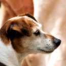 Search for jack russell dog christmas tree decorations Pets
