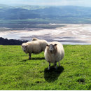 Search for ewes cards Country