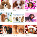 Search for cavalier king charles spaniel office supplies Canine
