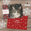 Search for naughty cats cards Naughty or nice