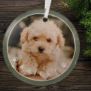 Search for pet supplies Paw
