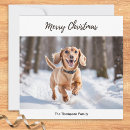 Search for cream dachshund Cute