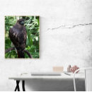 Search for red tails photography Animal