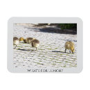 Search for geese magnets Goslings