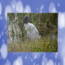 Search for stork photography Nature