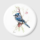 Search for jay magnets Songbird