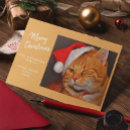 Search for orange cat christmas cards Cute