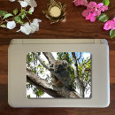Search for koalas stickers Baby koala