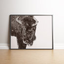 Search for bison posters Wildlife