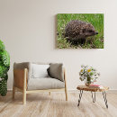 Search for hedgehog posters Wildlife