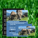Search for cattles flyers Farm