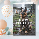 Search for funny german shepherd cards Humour