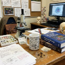 Search for dinosaur fossil mugs Fossils