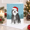 Search for bearded collie cards Beardie