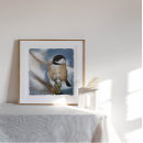 Search for black capped posters Nature