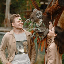 Search for koala bear tshirts Koalas