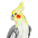 Search for cute parrot stickers Birds