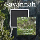Search for oaks magnets Spanish moss