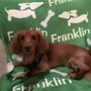 Search for brown dog Wiener