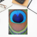 Search for peacock feathers notebooks Peafowl