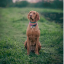 Search for human dog collars Funny