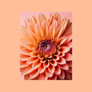 Search for fuzz postcards Floral