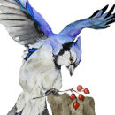 Search for blue jays iphone cases Animals